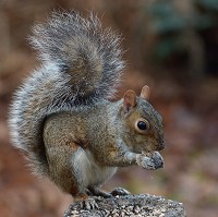 Squirrels top bizarre windscreen damage list