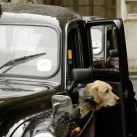 Call for tougher guide dog taxi rules