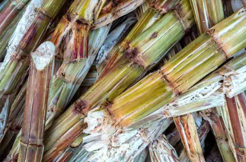 sugar cane