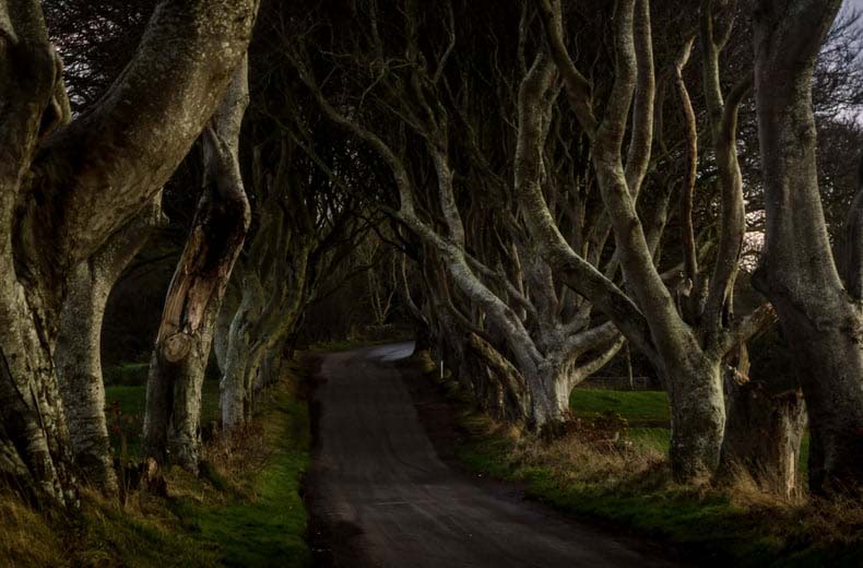 taste of thrones hedges