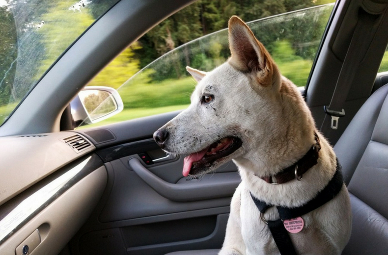 is it legal to keep a dog in a car