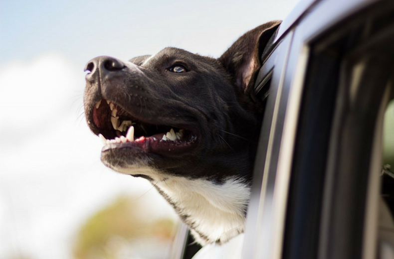 dog safety in cars