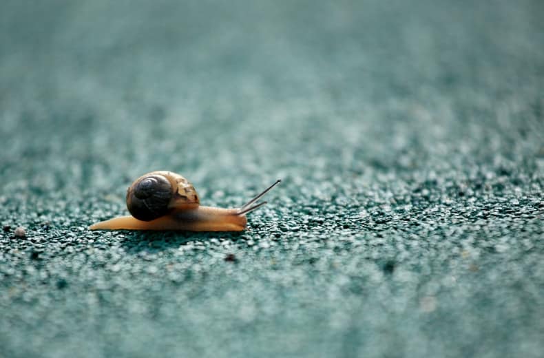 snail