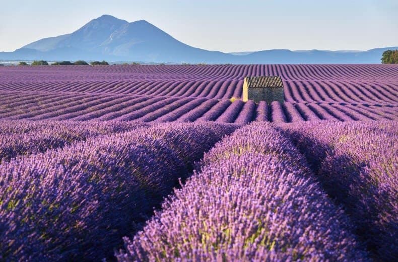 lavender fields france