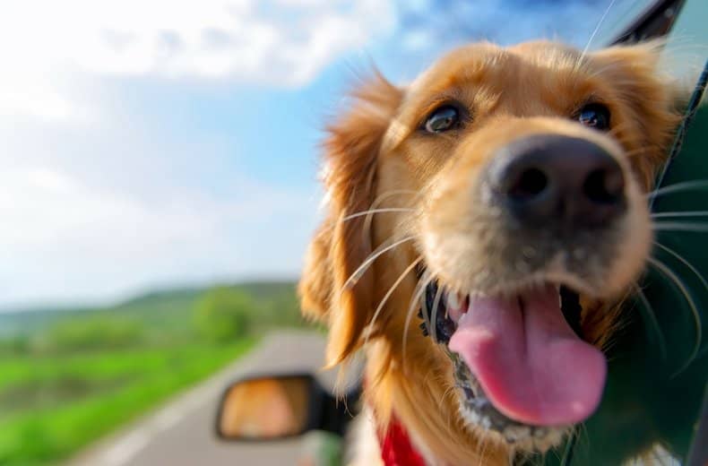 window with dog in car