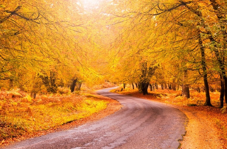 Best autumn drives UK New Forest