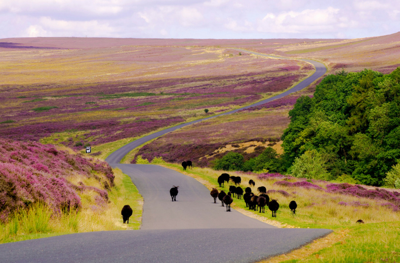 north york moors