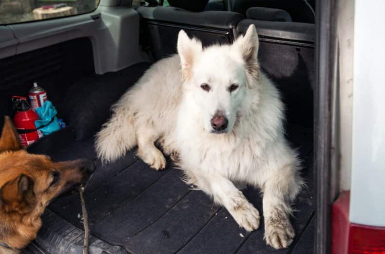 Pet hair in car