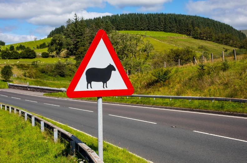 hit-animal-sheep-sign