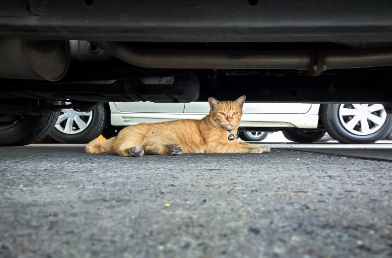 lifesaving-cats