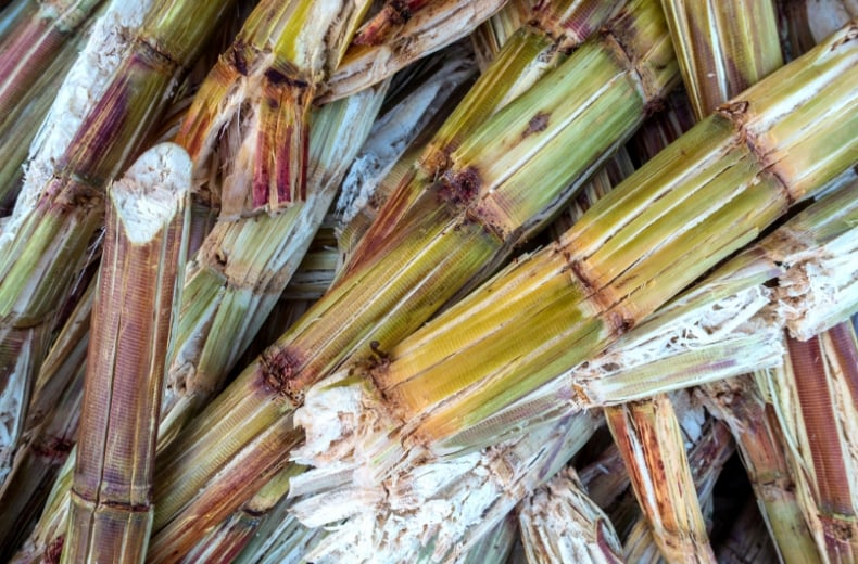 Biofuel sugar cane