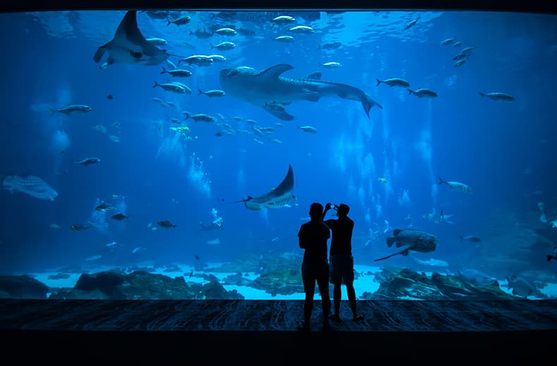 nausicaa aquarium ologne-sur-mer